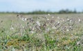 Silene nutans