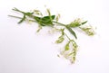 Silene nutans, most commonly known as Nottingham catchfly.