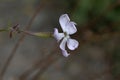 Silene paradoxa, Greece