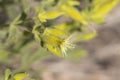 SILENE PARISHII BLOOM - SAN BERNARDINO MTNS - 071621 Royalty Free Stock Photo