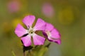 Silene , red campion or red catchfly flower in wild