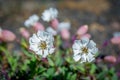 Silene uniflora, commonly known as sea campion