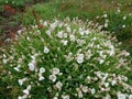 Silene Uniflora sea campion