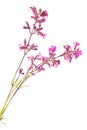 Silene viscaria Royalty Free Stock Photo