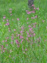 Silene viscaria, the sticky catchfly or clammy campion