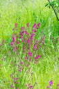 Silene viscaria, the sticky catchfly or clammy campion, is a flowering plant in the family Caryophyllaceae. contains a relatively