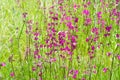 Silene viscaria, the sticky catchfly or clammy campion, is a flowering plant in the family Caryophyllaceae. contains a relatively