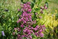 Silene viscaria, the sticky catchfly or clammy campion, is a flowering plant in the family Caryophyllaceae. Berlin, Germany Royalty Free Stock Photo