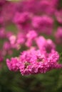 Silene viscaria, the sticky catchfly or clammy campion,is a flowering plant in the family Caryophyllaceae