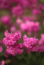 Silene viscaria, the sticky catchfly or clammy campion,is a flowering plant in the family Caryophyllaceae