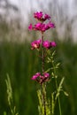 Silene viscaria, Viscaria vulgaris, Caryophyllaceae. Wild plant shot in summer