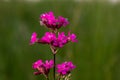 Silene viscaria, Viscaria vulgaris, Caryophyllaceae. Wild plant shot in summer