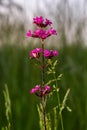 Silene viscaria, Viscaria vulgaris, Caryophyllaceae. Wild plant shot in summer