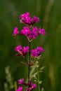 Silene viscaria, Viscaria vulgaris, Caryophyllaceae. Wild plant shot in summer