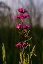 Silene viscaria, Viscaria vulgaris, Caryophyllaceae. Wild plant shot in summer