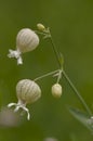 Silene vulgaris