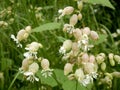 Silene vulgaris