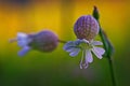 Silene Vulgaris flower