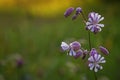 Silene Vulgaris flower