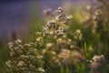 Silene vulgaris - Grasshopper - white flowers of grasshopper among the grass in the meadow in beautiful backlight