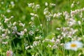 Silene vulgaris - wild flower of the carnation family