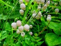 Silene Vulgaris (Bladder Campion) at Valley of Flowers National Park, Uttarakhand, India