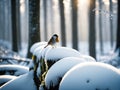 Silent Beauty Unveiled: 35mm Elegance in the Snow Royalty Free Stock Photo