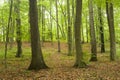 Silent beech grove in Poland