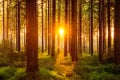 Silent Forest in spring with beautiful bright sun rays