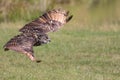 Silent hunter. Eagle owl gliding at ground level. Bird of prey s