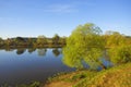 Silent lake with trees on lakeshore Royalty Free Stock Photo