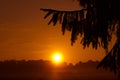 Summer Sunrise Illuminating Fir Tree Silhouette in Northern Europe