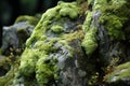 Silent Overgrown lichen stone plant. Generate Ai Royalty Free Stock Photo