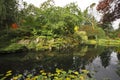 Silent pond with autumn turned yellow leaves Royalty Free Stock Photo