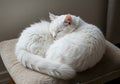 Silent serenity: a sleeping anggora cat Royalty Free Stock Photo