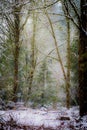 Silent Snowfall in a Wooded Landscape