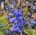 Silent spring sunny day on forest glade.