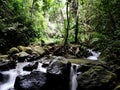 The Silent Stream Amidst Green Serenity