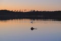 Silent summer white nights landscape with Baltic sea surface, forest, lifebuoy and swan
