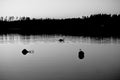 Silent summer white nights landscape with Baltic sea surface, forest, lifebuoy and swan