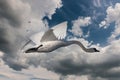 Silent Swan Taking Flight Royalty Free Stock Photo