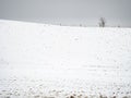 Silent winter landscape in the morning mist. Mysterious scenery