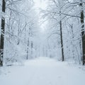 Silent Winter Path Through a Snow-Covered Forest Royalty Free Stock Photo