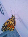 a silent yellow butterfly watching on the wall