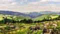 Silesian Beskid in Poland attacked by woodbark Royalty Free Stock Photo