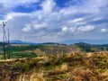 Silesian Beskid in Poland attacked by woodbark Royalty Free Stock Photo