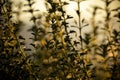 Silhoette di wildflowers against sunset background