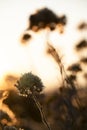 Silhoette di wildflowers against golden sunset background