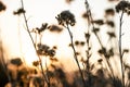 Silhoette di wildflowers against golden sunset background