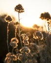 Silhoette di wildflowers against golden sunset background